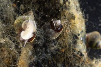 Media type: image;   Malacology 413373 Description: Live specimen image, in situ.;